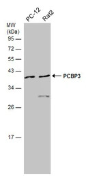PCBP3 antibody [N1C2]