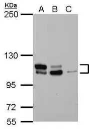 MTBP antibody [N1N3]