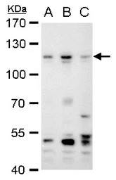 PMS2 antibody [N1N3]