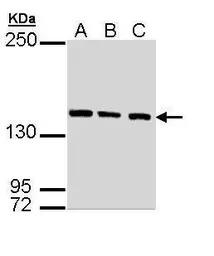 SMC3 antibody [N1N2], N-term