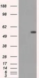 Fumarate hydratase antibody [2