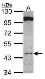 CLUAP1 antibody