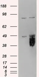 TFPI antibody, C-term
