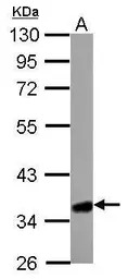 HMGCL antibody