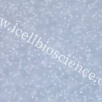 SKM-1 人急性髓系白血病细胞/STR鉴定