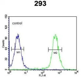 CSGALNACT2 antibody, Internal