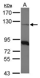 COPB antibody [N1N2], N-term