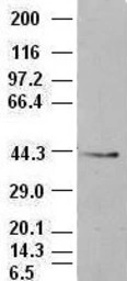 EpCAM antibody [4G10]