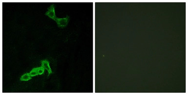 GPR137C antibody