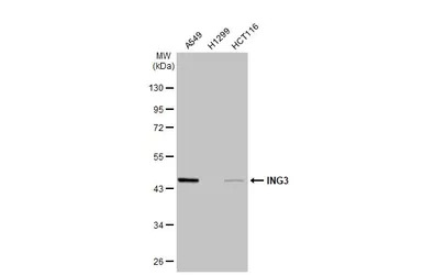 ING3 antibody [N2N3]