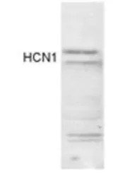 HCN1 antibody