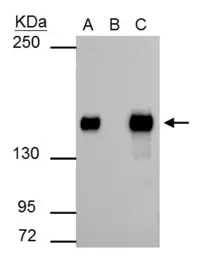 SMARCC1 antibody [C2C3], C-ter