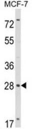 RASL11B antibody, N-term