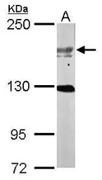 USP47 antibody [C3], C-term