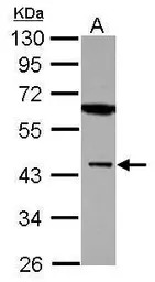 Muscleblind-like 1 antibody