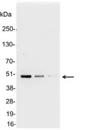 AU5 tag antibody