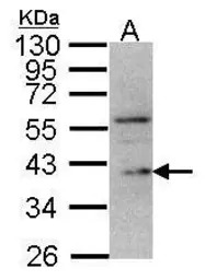 DUSP12 antibody [N1N3]