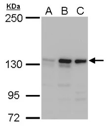 MSH3 antibody [N1N2], N-term