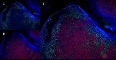 CD8 alpha antibody [YTS105.18]