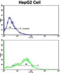 CD38 antibody, C-term