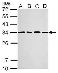 PSME3 antibody