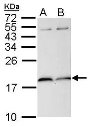 PIN1 antibody [N1C3-2]