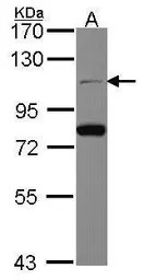 CDC5L antibody [N2C2], Interna
