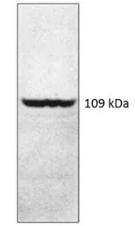 PDE4A8 antibody