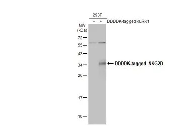 NKG2D antibody [N3C2], Interna
