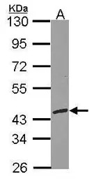 RFC3 antibody