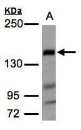 Flightless I antibody [N3C1], 