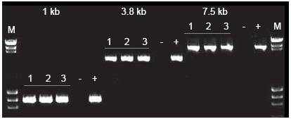 Thermo Scientific Phusion全血直接P