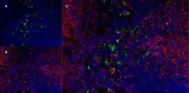 Ly-6B.2 antibody [7/4] (Low en