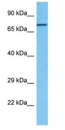 RHOT1 antibody, N-term