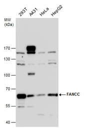 FANCC antibody [N1C1]