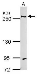 Laminin beta 1 antibody