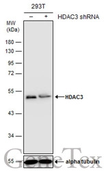 HDAC3 antibody [C3], C-term