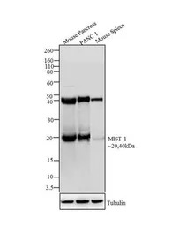 Mist1 antibody [6E8/A12/C11P1]