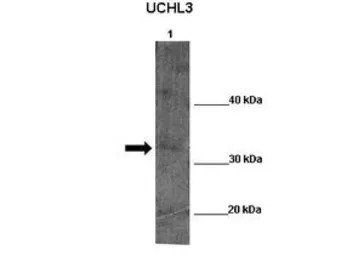 UCHL5 antibody, Internal