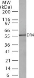 DR4 antibody [32A242]