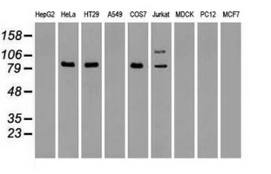 B-Raf antibody [4B2]