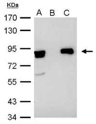 Ku80 antibody [N3C2], Internal