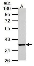 Jab1 antibody [2A10.8]