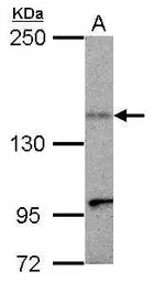 KIF1C antibody [N3C2], Interna