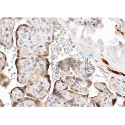 AF5229 Cytochrome P450 19A1 Antibody - Internal IHC human Placenta tissue