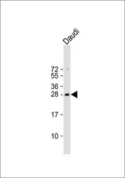 FAM3B antibody, N-term
