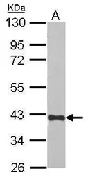 CREBZF antibody