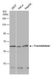 Transketolase antibody [N3C2],