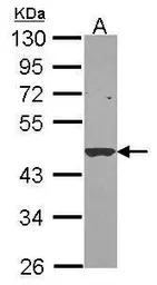M/NEI antibody [N2C3]
