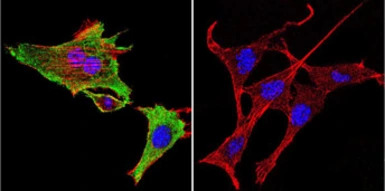 HSP60 antibody [A57-B9]